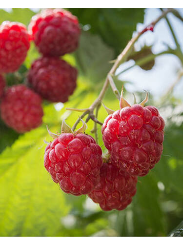 Hauptbild des Artikels " Sommerhimbeere Meeker"
