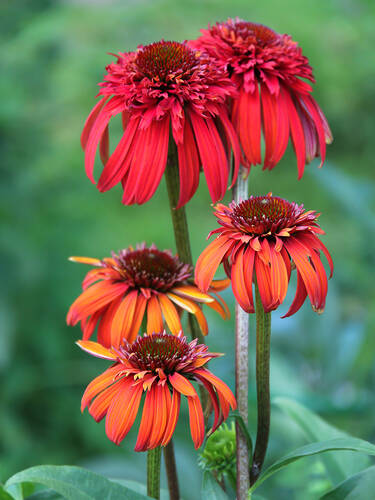 Hauptbild des Artikels "  Sonnenhut Hot Papaya" aus der Kategorie "Blumen Jungpflanzen"