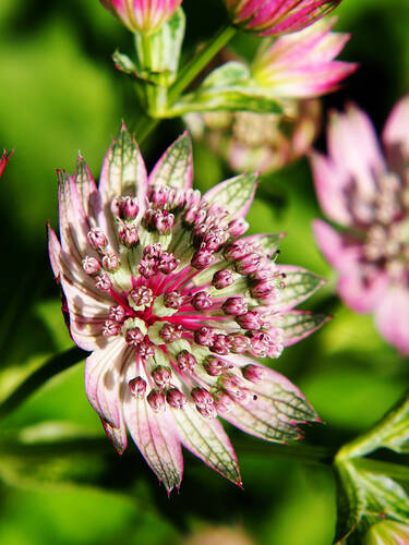 Hauptbild des Artikels " Sterndolde Sparkling Stars Pink"