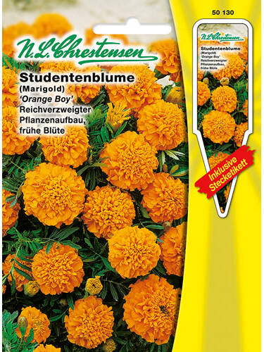 Samen -   Studentenblume Orange Boy