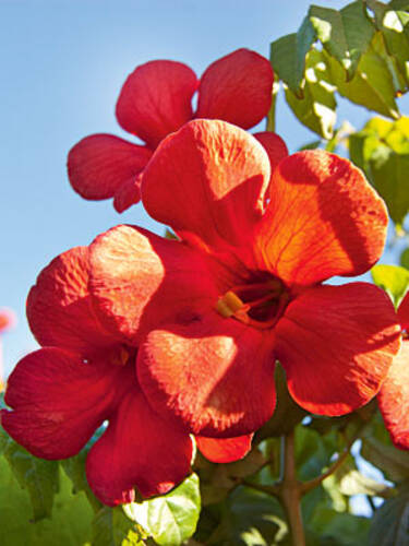 Hauptbild des Artikels "  Trompetenblume Summer Jazz Fire Trumpet" aus der Kategorie "Kletterpflanzen"