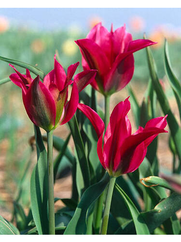 Hauptbild des Artikels " Viridiflora-Tulpe Doll`s Minuet" aus der Kategorie "Blumenzwiebeln"