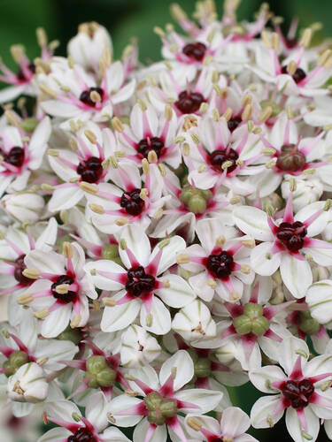 Hauptbild des Artikels " Zierlauch Silver Spring" (Bildbeschreibung ist in Arbeit)