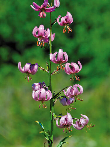 Hauptbild des Artikels "3 Packungen Trkenbundlilie, 1 Stck, Gr. 10/12 Lilium martagon" aus der Kategorie "Blumenzwiebeln"