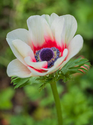Erstes Zusatzbild des Artikels "Einfache Anemone Bicolor" (Bildbeschreibung ist in Arbeit