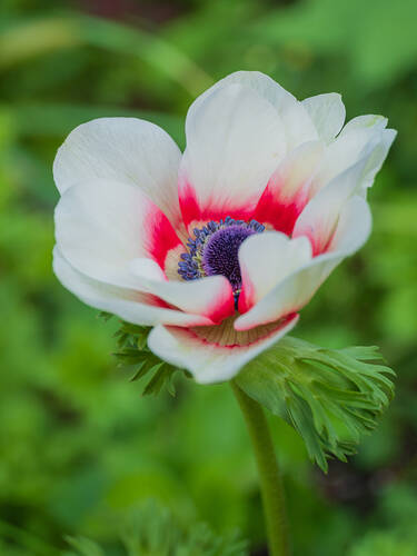 Zweites Zusatzbild des Artikels "Einfache Anemone Bicolor" (Bildbeschreibung ist in Arbeit