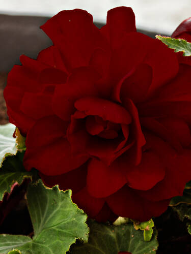 Erstes Zusatzbild des Artikels "Knollenbegonie Double Dark Red" (Bildbeschreibung ist in Arbeit