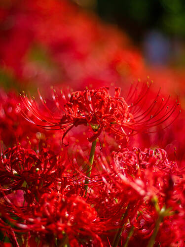 Blumenzwiebeln - Spinnenlilie Bild 2
