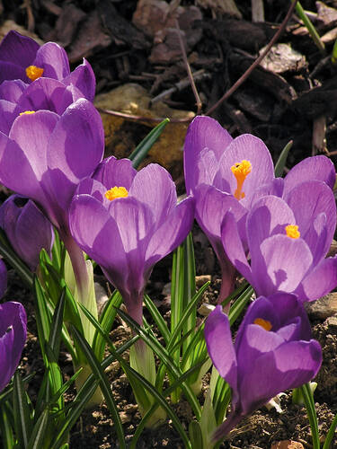 Grossblumiger Krokus Remembrance Krokusse Gartenversandhaus De