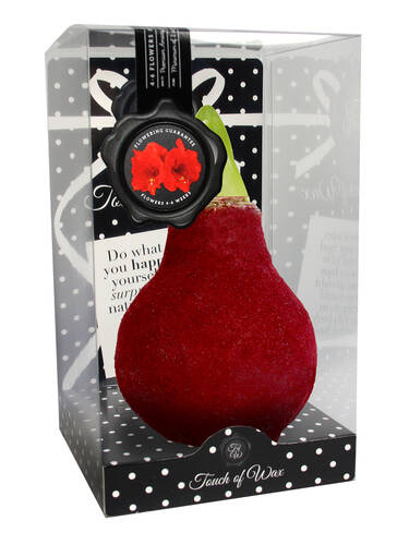 zweites zustzliches Bild des Artikels "Amaryllis Fashion Velvet Bordeaux - Rote Blte"
