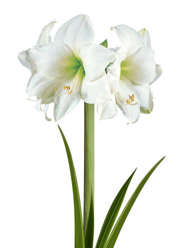 erstes zustzliches Bild des Artikels "Amaryllis Fashion Velvet Bordeaux - Weie Blte"