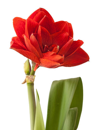erstes zustzliches Bild des Artikels "Gewachste Amaryllis Touch of Wax XXL Merry Christmas"