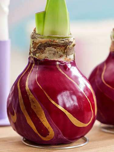 erstes zustzliches Bild des Artikels "Gewachste Amaryllis Touch of Wax Swirl Red"