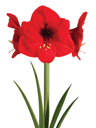 zweites zustzliches Bild des Artikels "Gewachste Amaryllis Touch of Wax Swirl Red"
