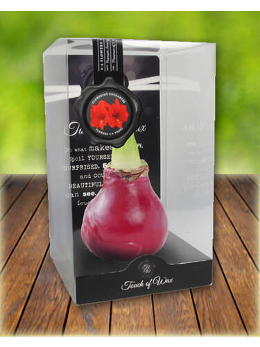 Gewachste Amaryllis Gloss Bordeaux Red - Rote Blte Bild 2