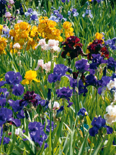 erstes zustzliches Bild des Artikels "Schwertlilien-Mischung" aus der Kategorie "Blumenzwiebeln"