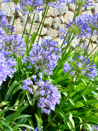 Blumenzwiebeln - Schmucklilie blau Bild 2