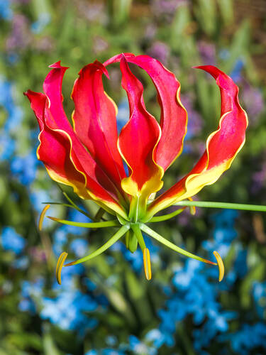 erstes zustzliches Bild des Artikels "Ruhmeskrone" aus der Kategorie "Blumenzwiebeln"