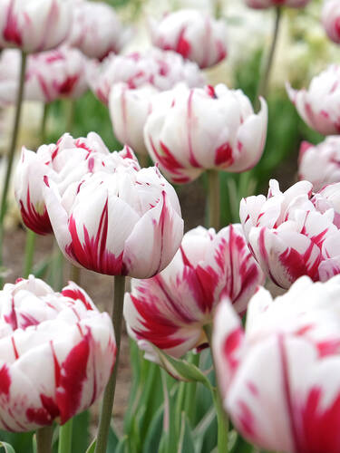 Erstes Zusatzbild des Artikels "Gef�llte Tulpe Carnaval de Nice" (Bildbeschreibung ist in Arbeit