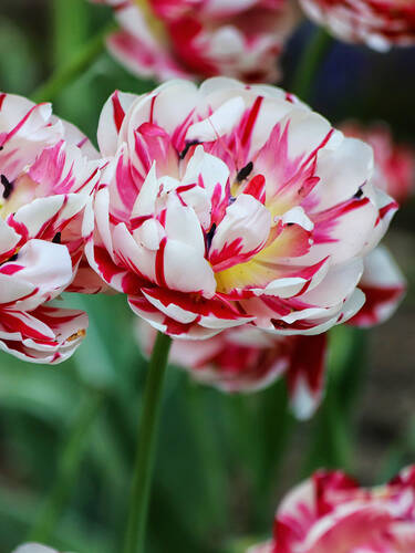 Zweites Zusatzbild des Artikels "Gef�llte Tulpe Carnaval de Nice" (Bildbeschreibung ist in Arbeit
