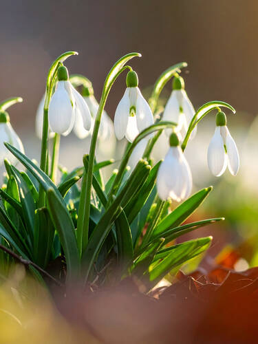 Drittes Zusatzbild des Artikels "Schneegl�ckchen" (Bildbeschreibung ist in Arbeit