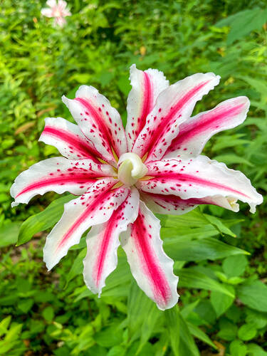 Erstes Zusatzbild des Artikels "Orientalische Lilie Dizzy" (Bildbeschreibung ist in Arbeit