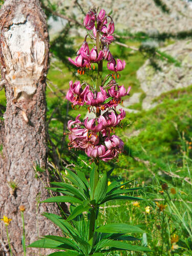 Zweites Zusatzbild des Artikels "T�rkenbundlilie" (Bildbeschreibung ist in Arbeit