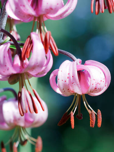 Drittes Zusatzbild des Artikels "T�rkenbundlilie" (Bildbeschreibung ist in Arbeit