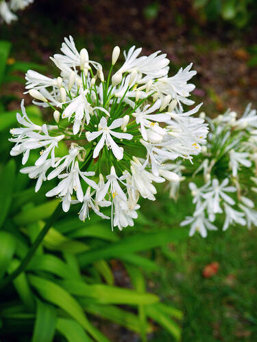 Blumenzwiebeln - Schmucklilie wei Bild 2