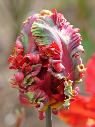 Erstes Zusatzbild des Artikels "Papagei-Tulpe Rococo" (Bildbeschreibung ist in Arbeit