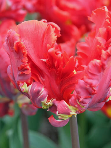 Zweites Zusatzbild des Artikels "Papagei-Tulpe Rococo" (Bildbeschreibung ist in Arbeit