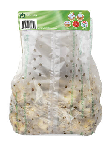 Erstes Zusatzbild des Artikels "Allium-Mix" (Bildbeschreibung ist in Arbeit