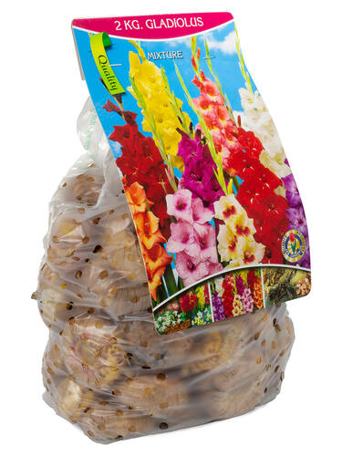 erstes zustzliches Bild des Artikels "Gladiolen-Mischung 2kg"