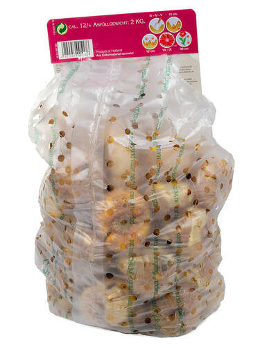 zweites zustzliches Bild des Artikels "Gladiolen-Mischung 2kg"