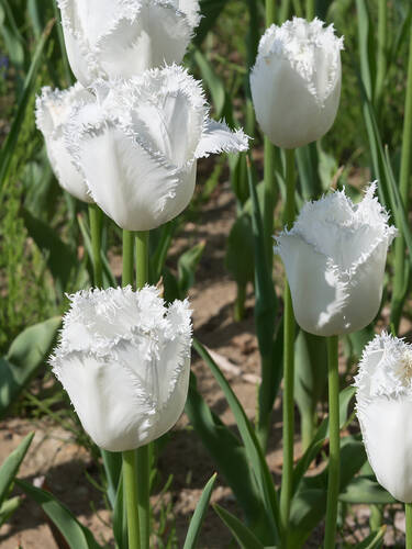 erstes zustzliches Bild des Artikels "Gefranste Tulpe Honeymoon"