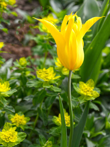 Erstes Zusatzbild des Artikels "Lilienbl�tige Tulpe Crone Jewel" (Bildbeschreibung ist in Arbeit