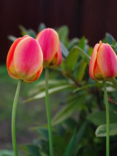 Erstes Zusatzbild des Artikels " Darwin-Hybrid-Tulpe Cash" (Bildbeschreibung ist in Arbeit