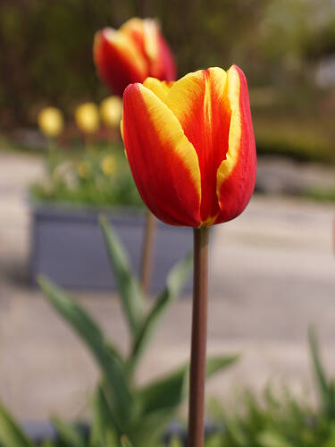 Erstes Zusatzbild des Artikels "Triumph-Tulpe Dow Jones" (Bildbeschreibung ist in Arbeit