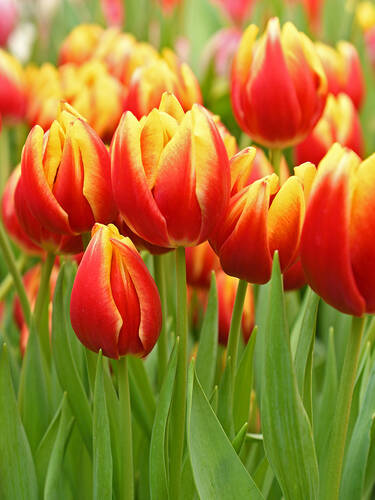 Zweites Zusatzbild des Artikels "Triumph-Tulpe Dow Jones" (Bildbeschreibung ist in Arbeit