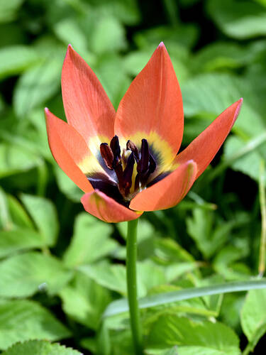 Erstes Zusatzbild des Artikels "Wildtulpe Little Princess" (Bildbeschreibung ist in Arbeit