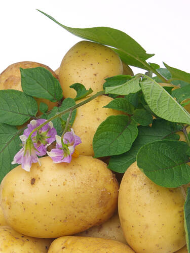 Erstes Zusatzbild des Artikels "Pflanzkartoffel Salome + Dill Herkules + Petersilie Gr�ne Perle" (Bildbeschreibung ist in Arbeit