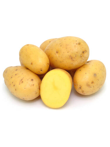 Zweites Zusatzbild des Artikels "Pflanzkartoffel Paroli N" (Bildbeschreibung ist in Arbeit