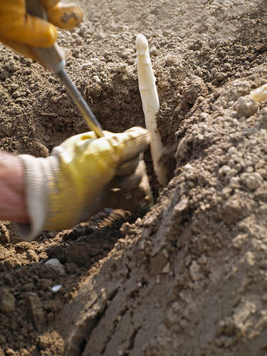 Zweites Zusatzbild des Artikels "Bleichspargel Ravel, F1" (Bildbeschreibung ist in Arbeit