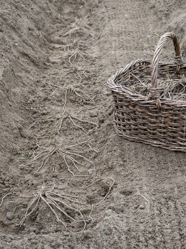 Erstes Zusatzbild des Artikels "Bleichspargel Eposs" (Bildbeschreibung ist in Arbeit