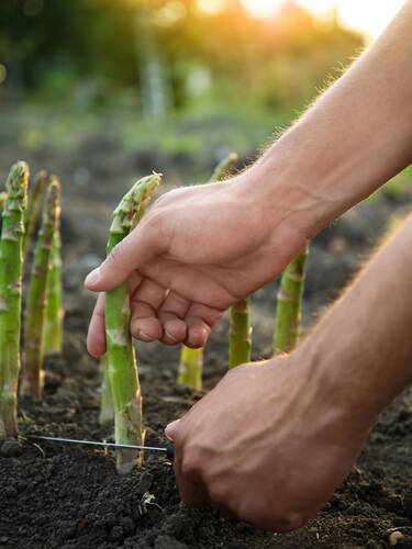 Zweites Zusatzbild des Artikels " Grnspargel " (Bildbeschreibung ist in Arbeit
