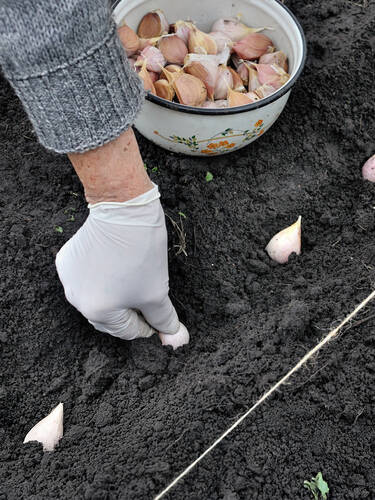 Zweites Zusatzbild des Artikels "Pflanzknoblauch" (Bildbeschreibung ist in Arbeit
