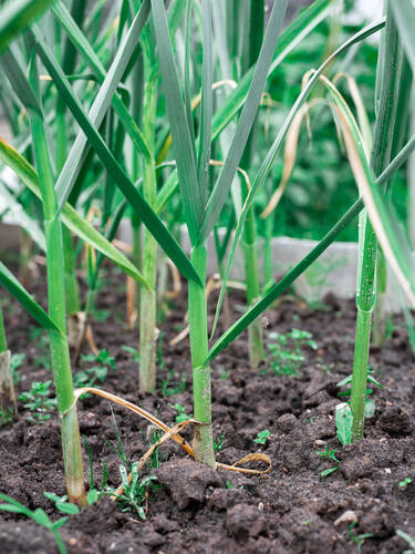 Drittes Zusatzbild des Artikels "Pflanzknoblauch" (Bildbeschreibung ist in Arbeit