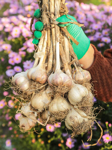 Viertes Zusatzbild des Artikels "Pflanzknoblauch" (Bildbeschreibung ist in Arbeit