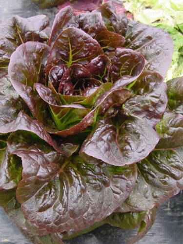 erstes zustzliches Bild des Artikels "Romanasalat Ovired" aus der Kategorie "Salatsamen"