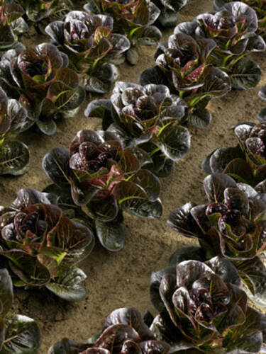 zweites zustzliches Bild des Artikels "Romanasalat Ovired" aus der Kategorie "Salatsamen"